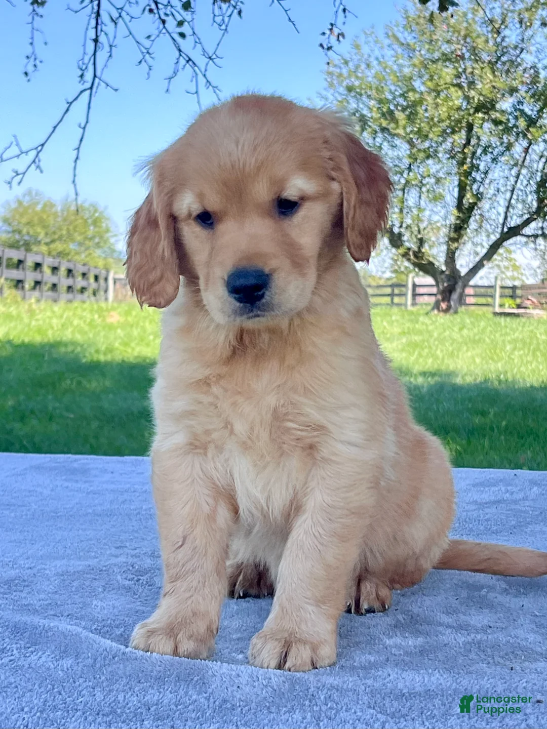 Golden Retriever dogs for sale: Ivy - Ad 2