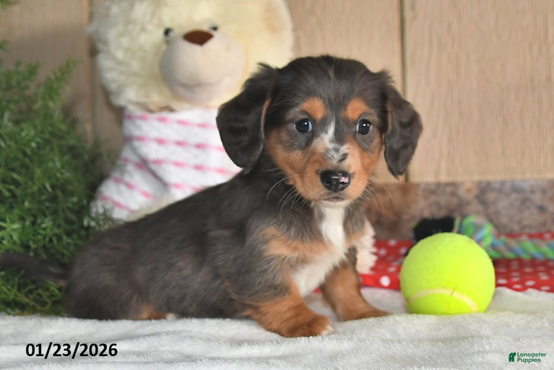 Miniature Dachshund dogs for sale: Cocoa - Ad 4