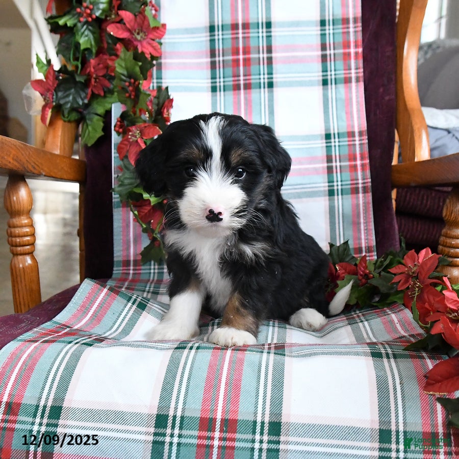 Bernedoodle dogs Cora  - Ad 7