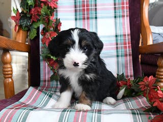 Bernedoodle dogs Cora - Ad 22