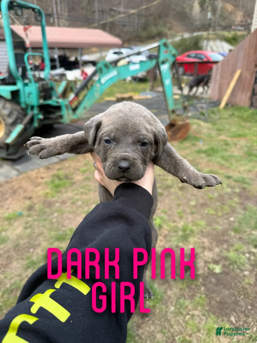 Cane Corso dogs for sale: Cane Corso Puppy 5 - Ad 2