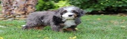 Mini Bernedoodle dogs for sale: Whyatt - Ad 4