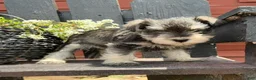 Miniature Schnauzer dogs for sale: Hazel - Ad 6