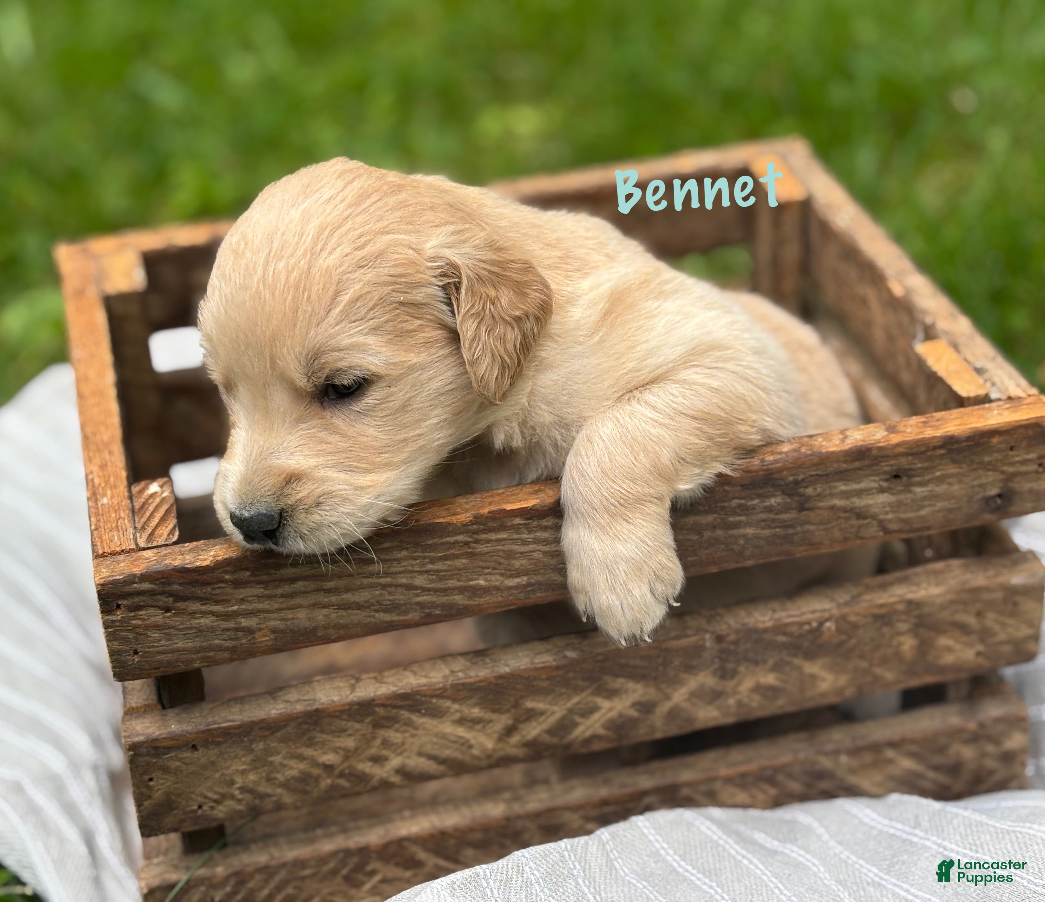 Golden Retriever dogs Bennet - Ad 1