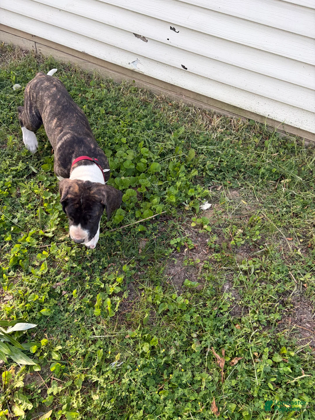 Great Dane dogs for sale: Great Dane 3 - Ad 1