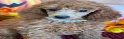 Miniature Poodle dogs for sale: Lucy - Ad 3
