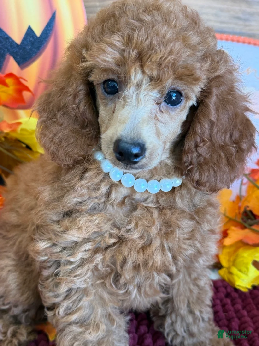 Miniature Poodle dogs for sale: Lucy - Ad 3