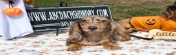 Miniature Dachshund dogs for sale: Miniature Dachshund dapple - Ad 5