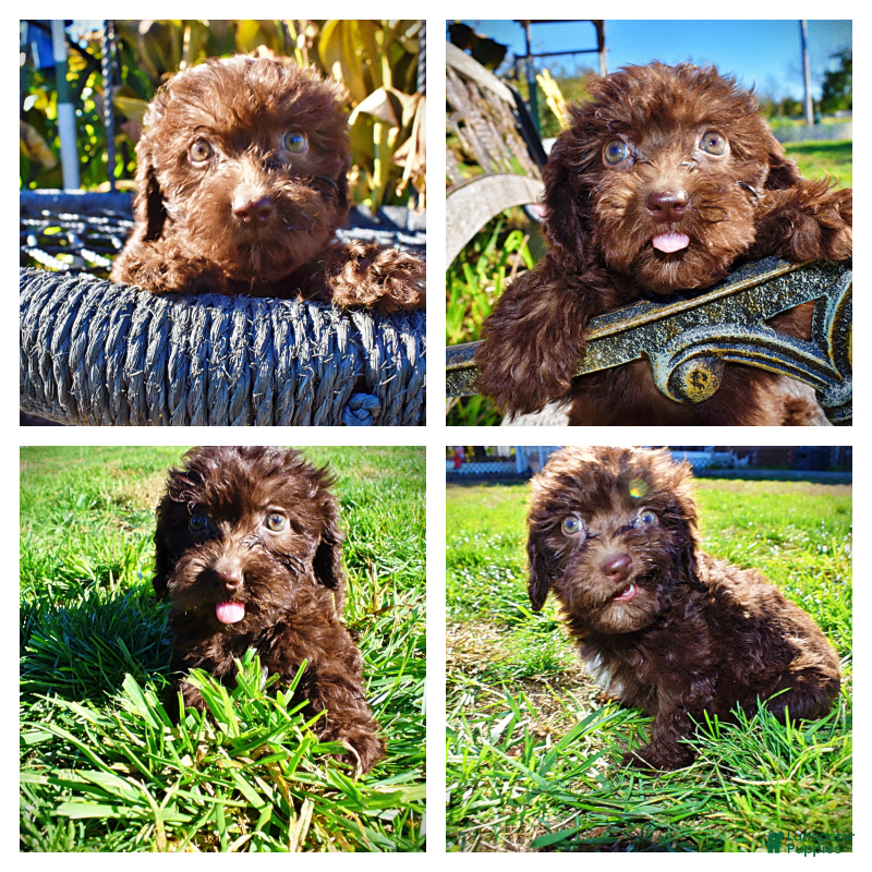 Havapoo dogs Itsy - Ad 17