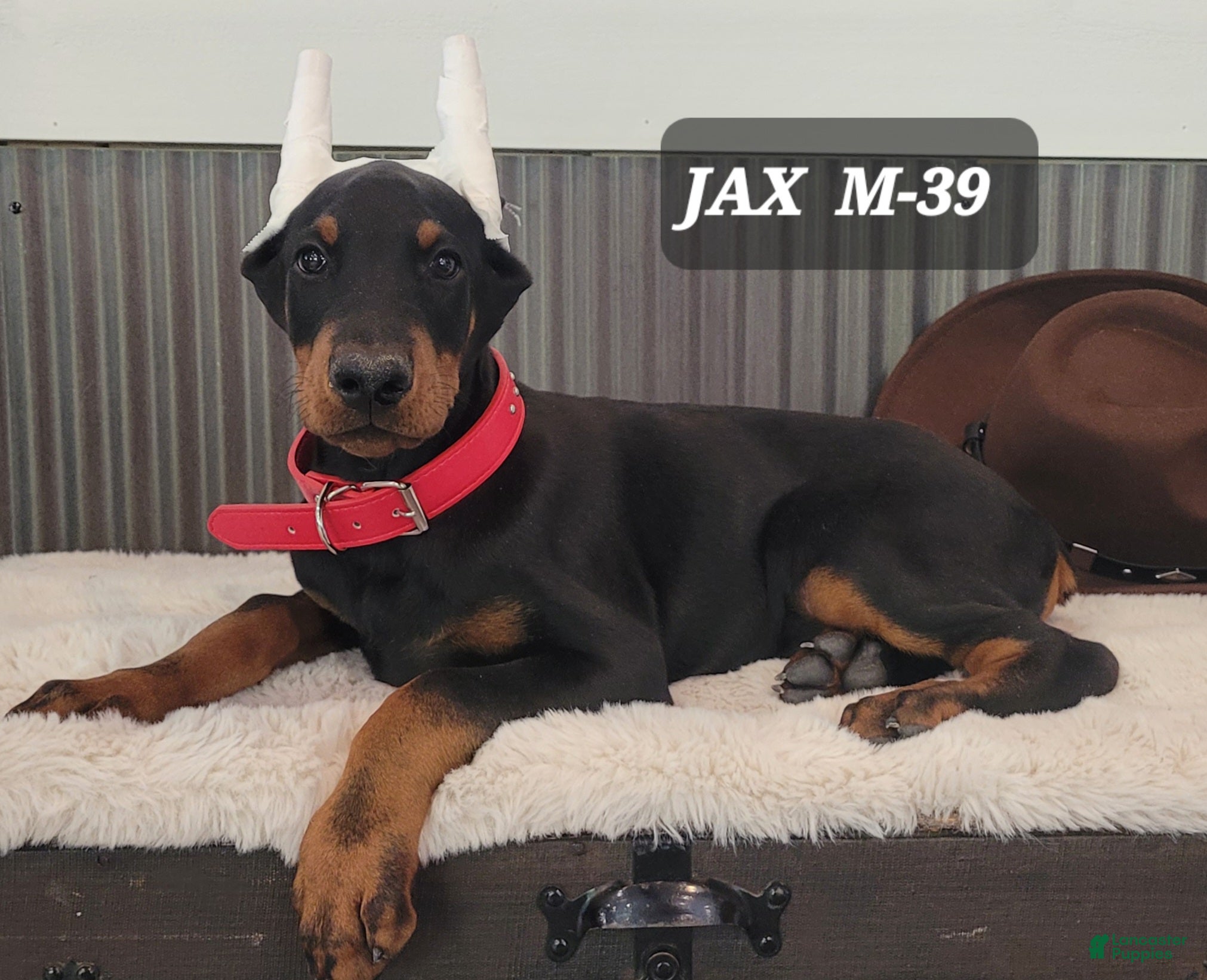 Doberman Pinscher dogs JAX - Ad 1