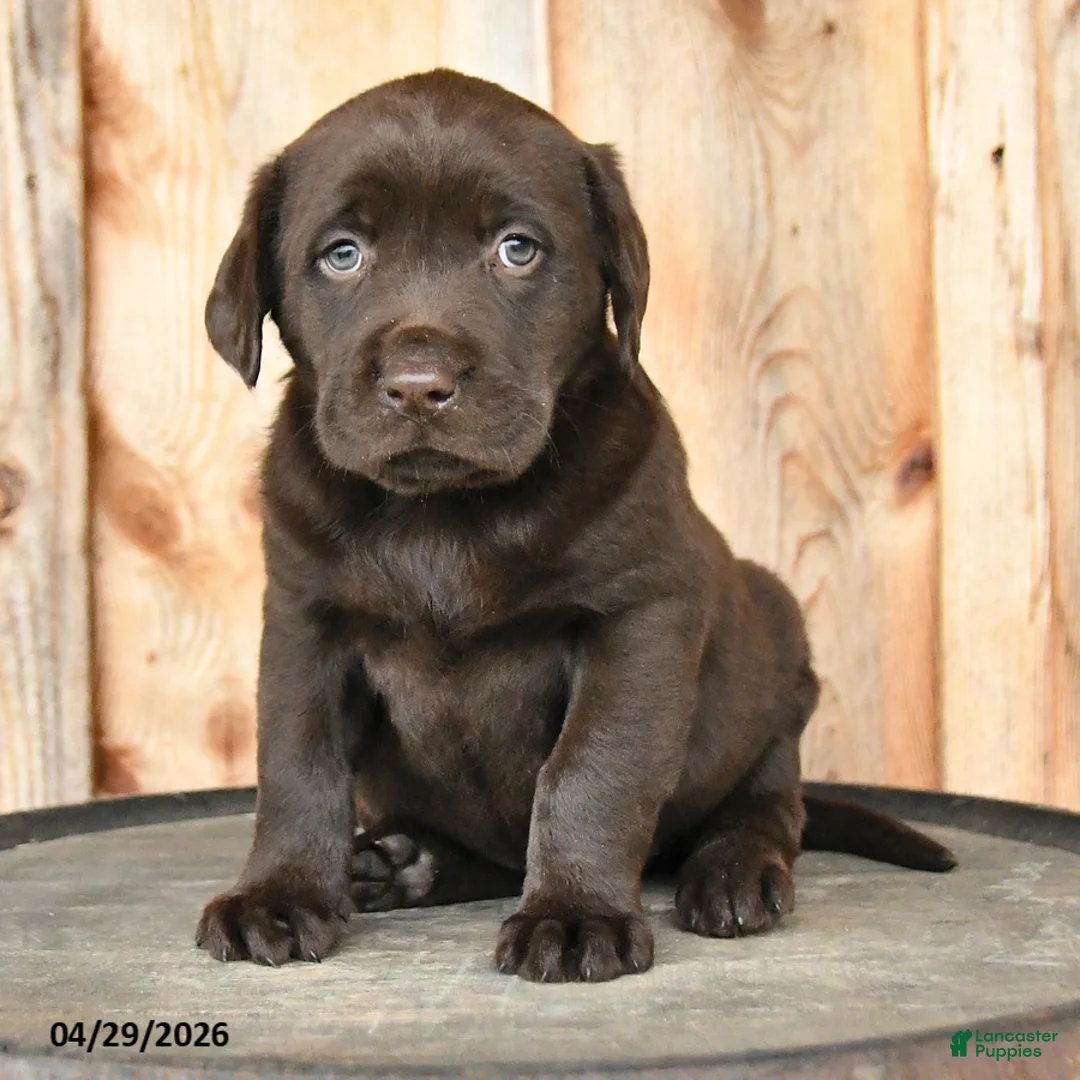 Labrador Retriever dogs for sale: Emma - Ad 2