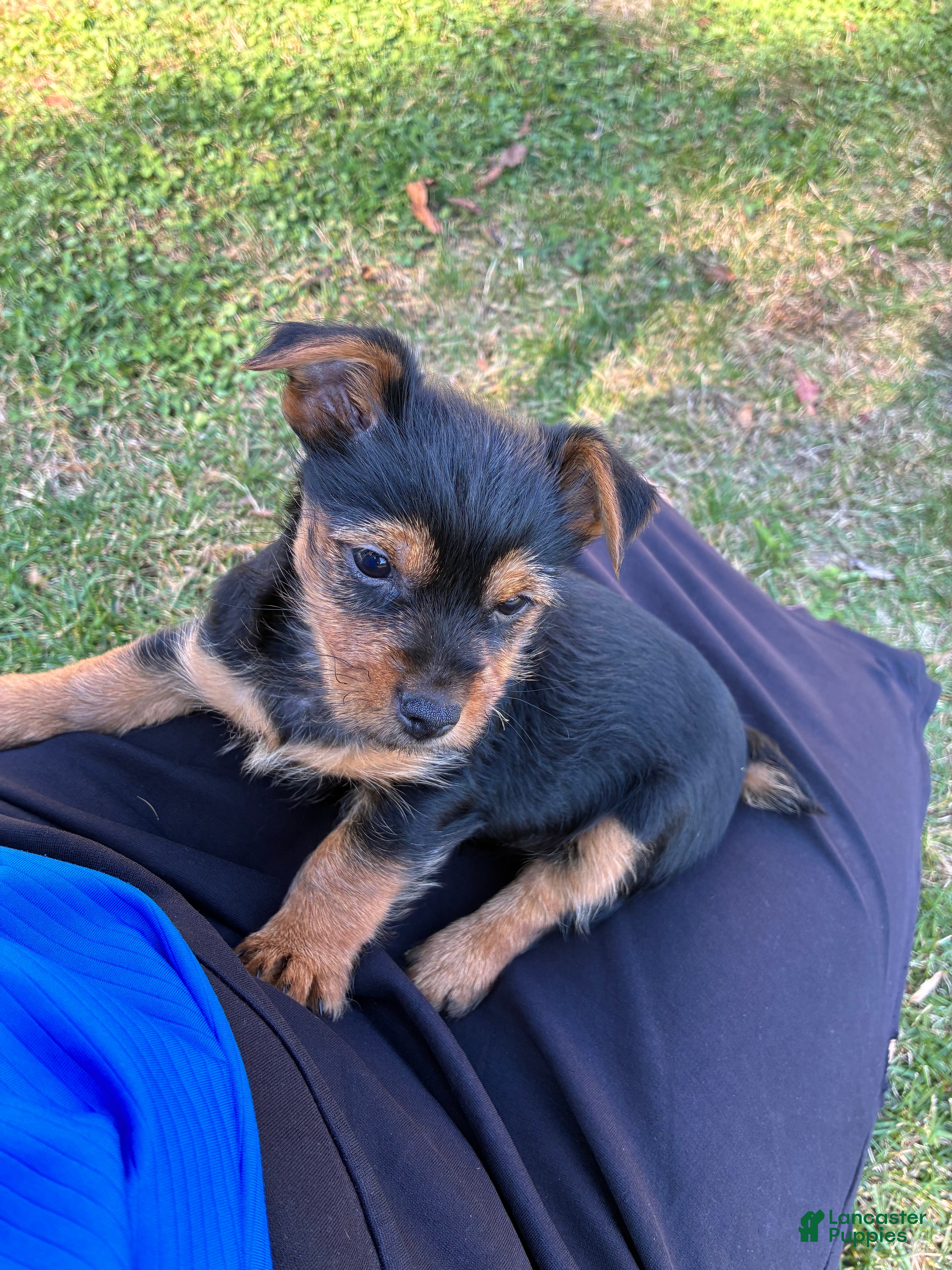Yorkshire Terrier dogs for sale: Benny - Ad 1
