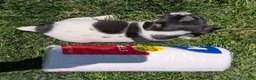 Jack Russell Terrier dogs for sale: King - Ad 8