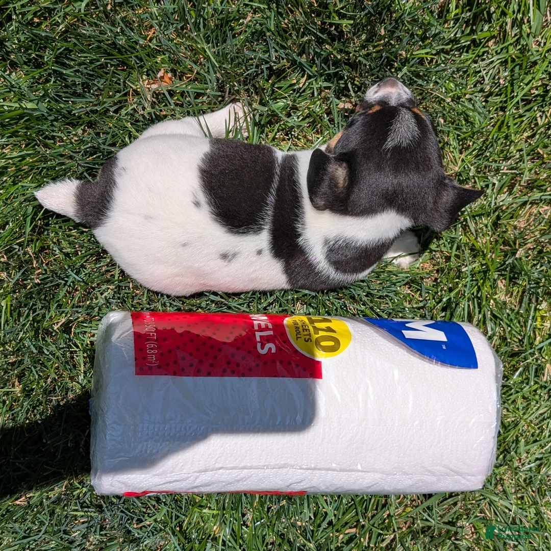 Jack Russell Terrier dogs for sale: King - Ad 8