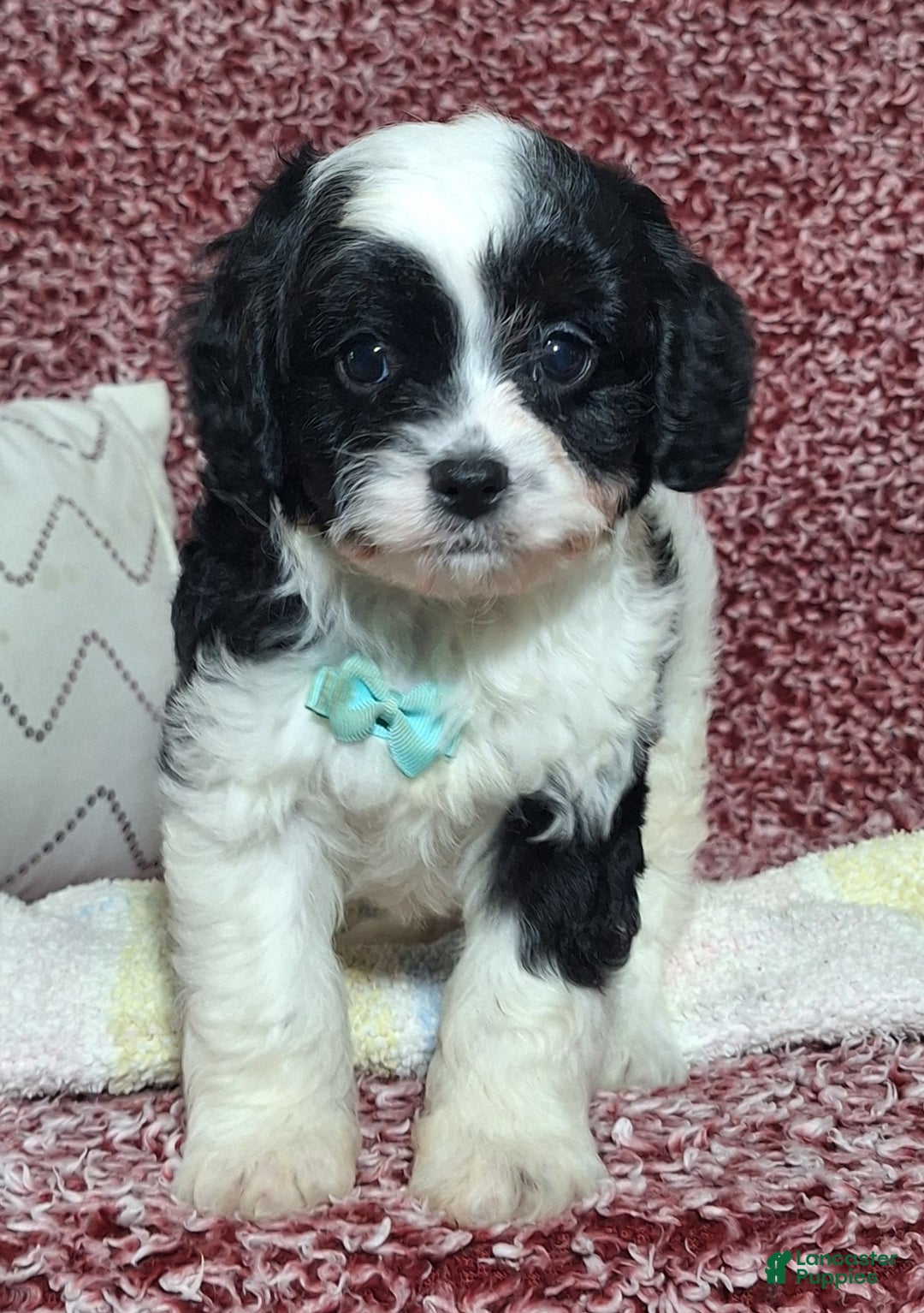 Cavapoo dogs for sale: Cooper - Ad 2