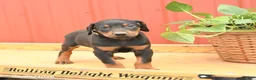 Doberman Pinscher dogs for sale: Williams - Ad 3