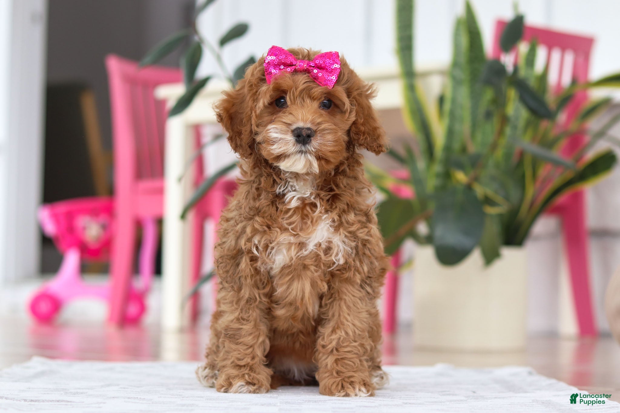 Cockapoo dogs Violet - Ad 12