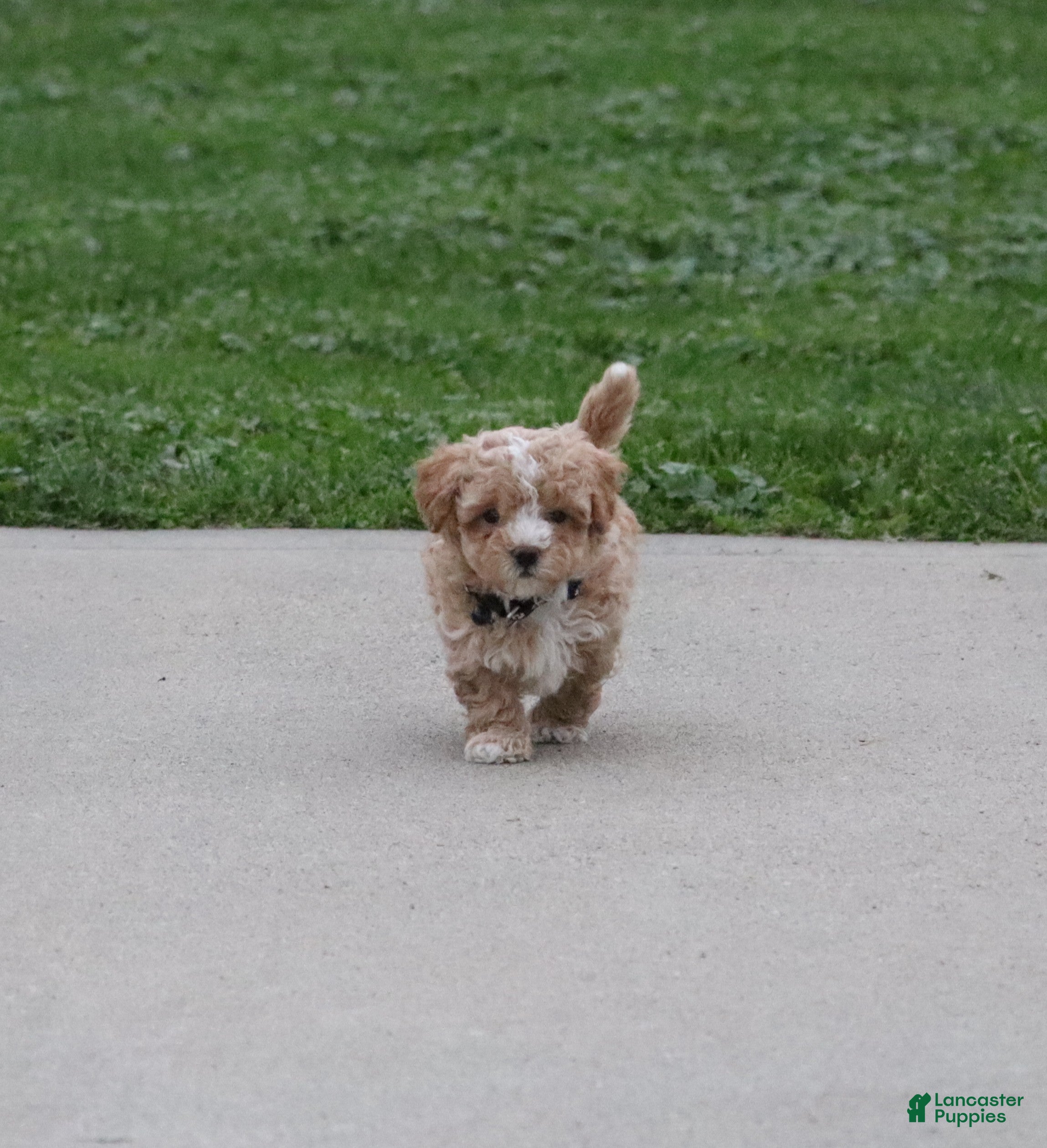 Havapoo dogs Zoey 🌷 Toy/Minature - Ad 2