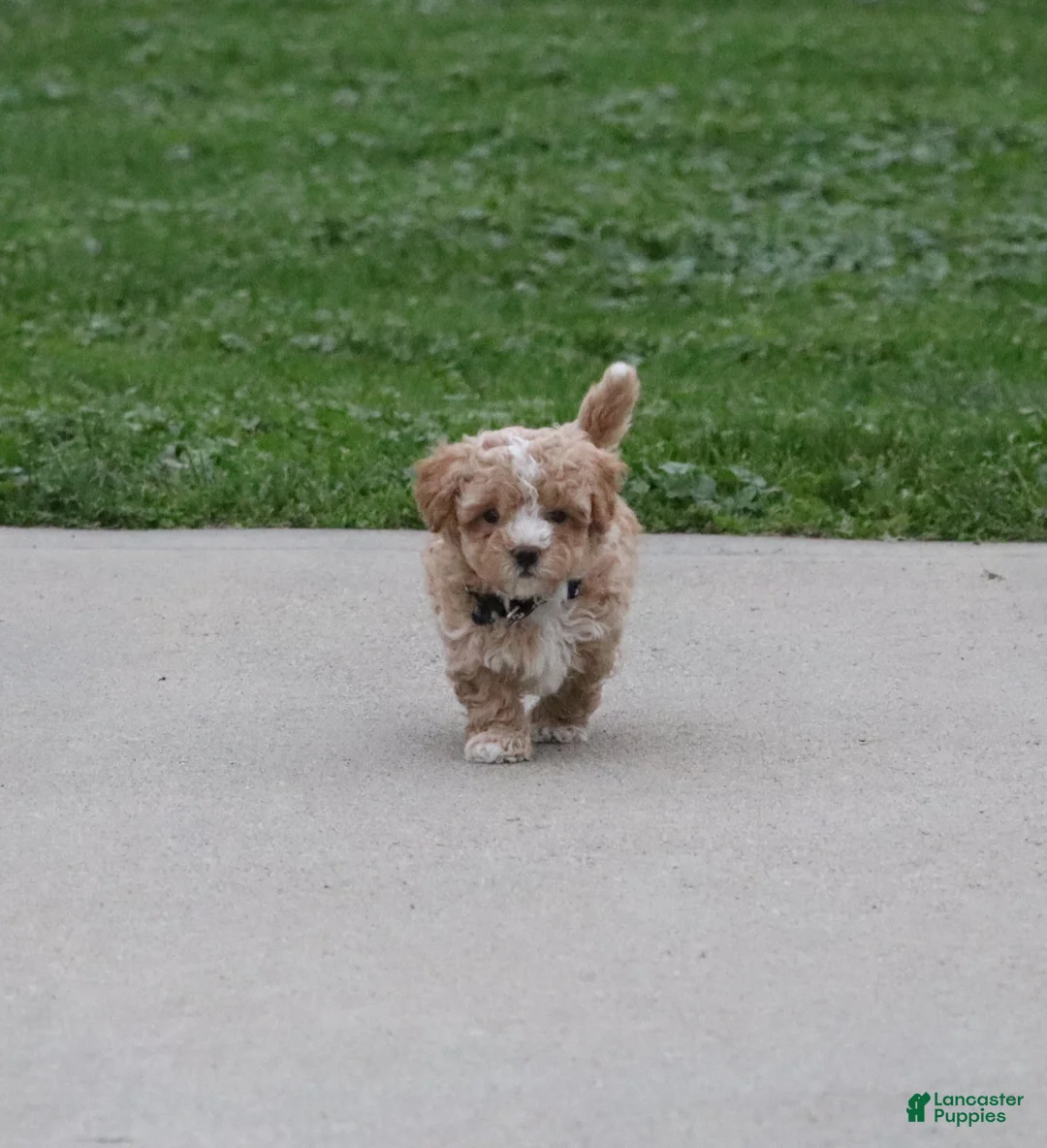 Havapoo dogs for sale: Zoey 🌷 Toy/Minature - Ad 1