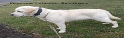 Labrador Retriever dogs for sale: Tyler - Champ lines - Ad 3