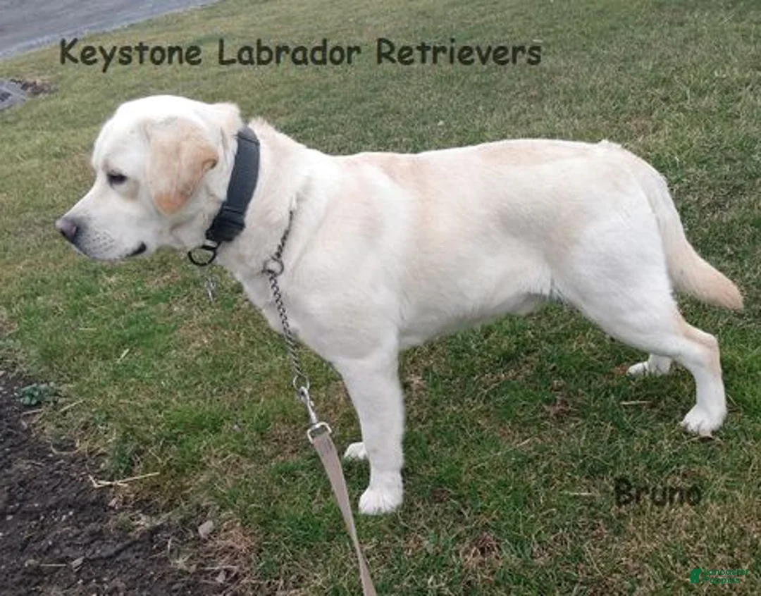 Labrador Retriever dogs for sale: Tyler - Champ lines - Ad 3