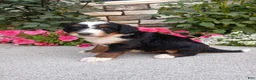 Bernedoodle dogs for sale: Lindy - Ad 3