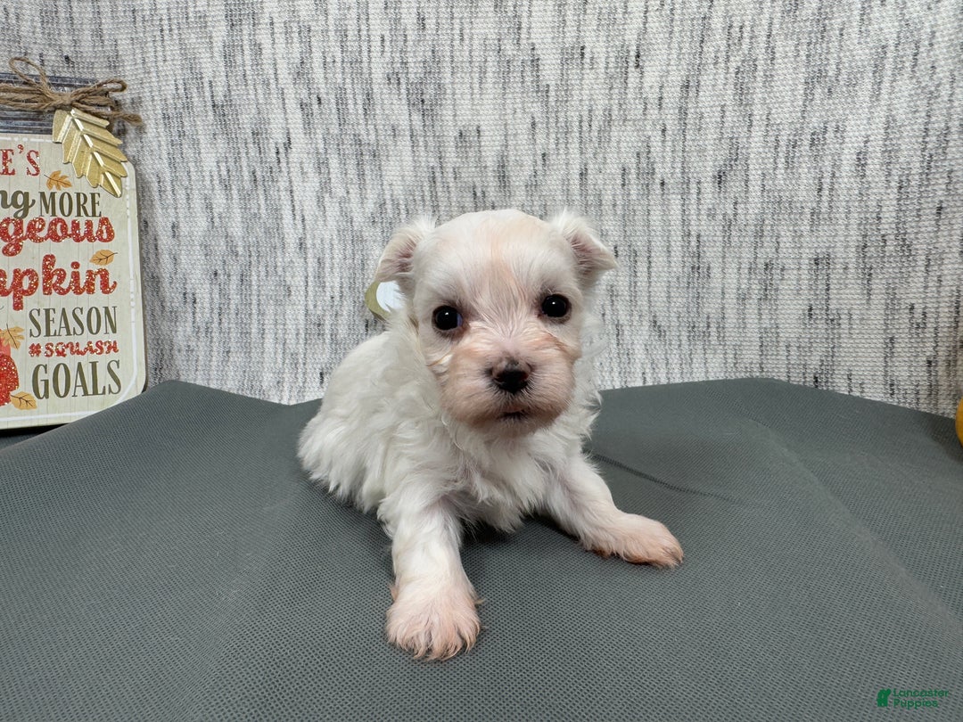 Maltese dogs for sale: Maltese Puppy 1 - Ad 1