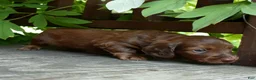 Miniature Dachshund dogs for sale: Pauli - Ad 1