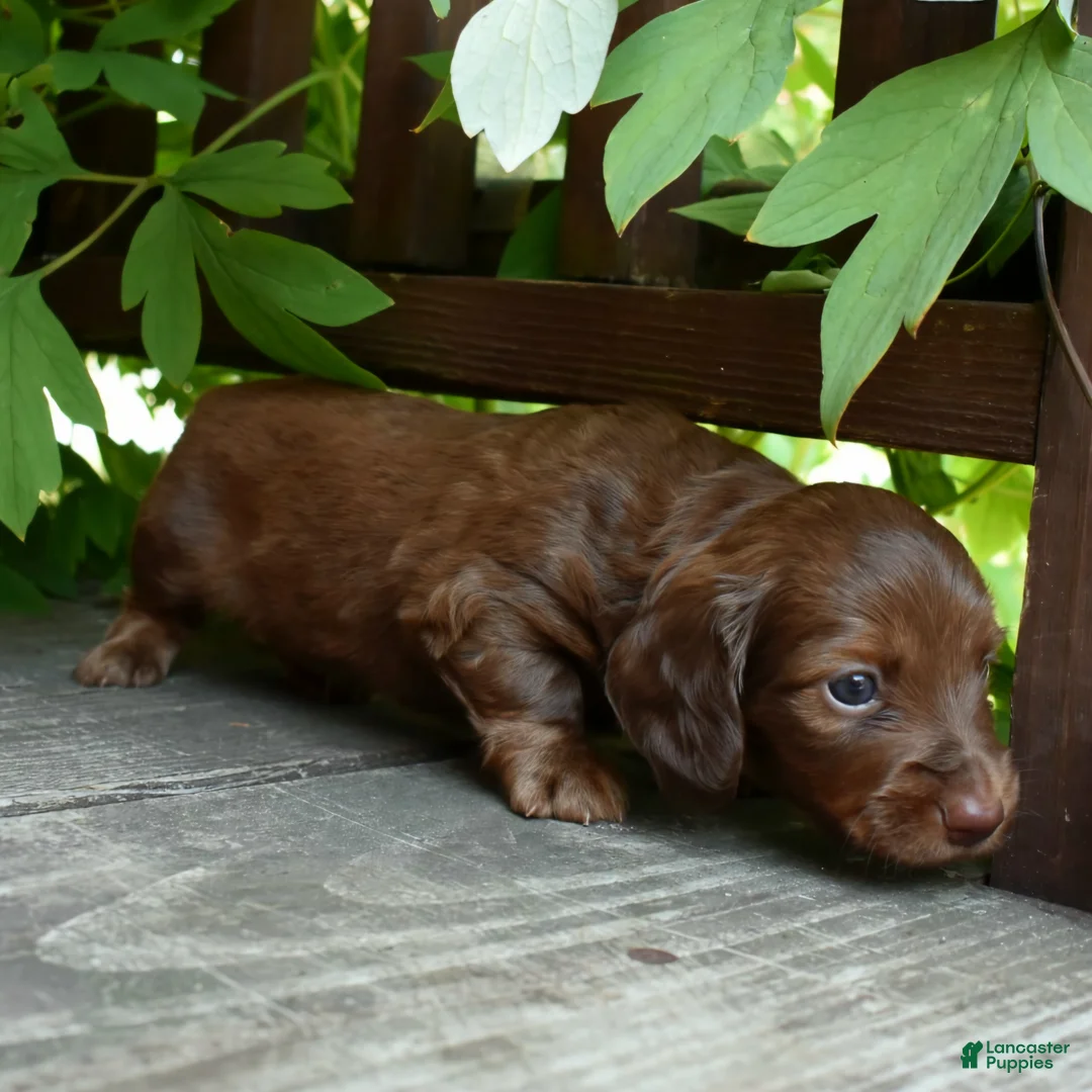 Miniature Dachshund dogs for sale: Pauli - Ad 1