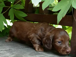 Miniature Dachshund dogs Pauli - Ad 16