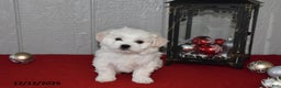 Maltese dogs for sale: Snowball - Ad 2