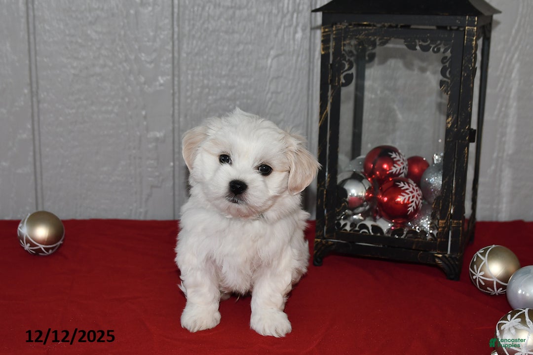 Maltese dogs for sale: Snowball - Ad 2