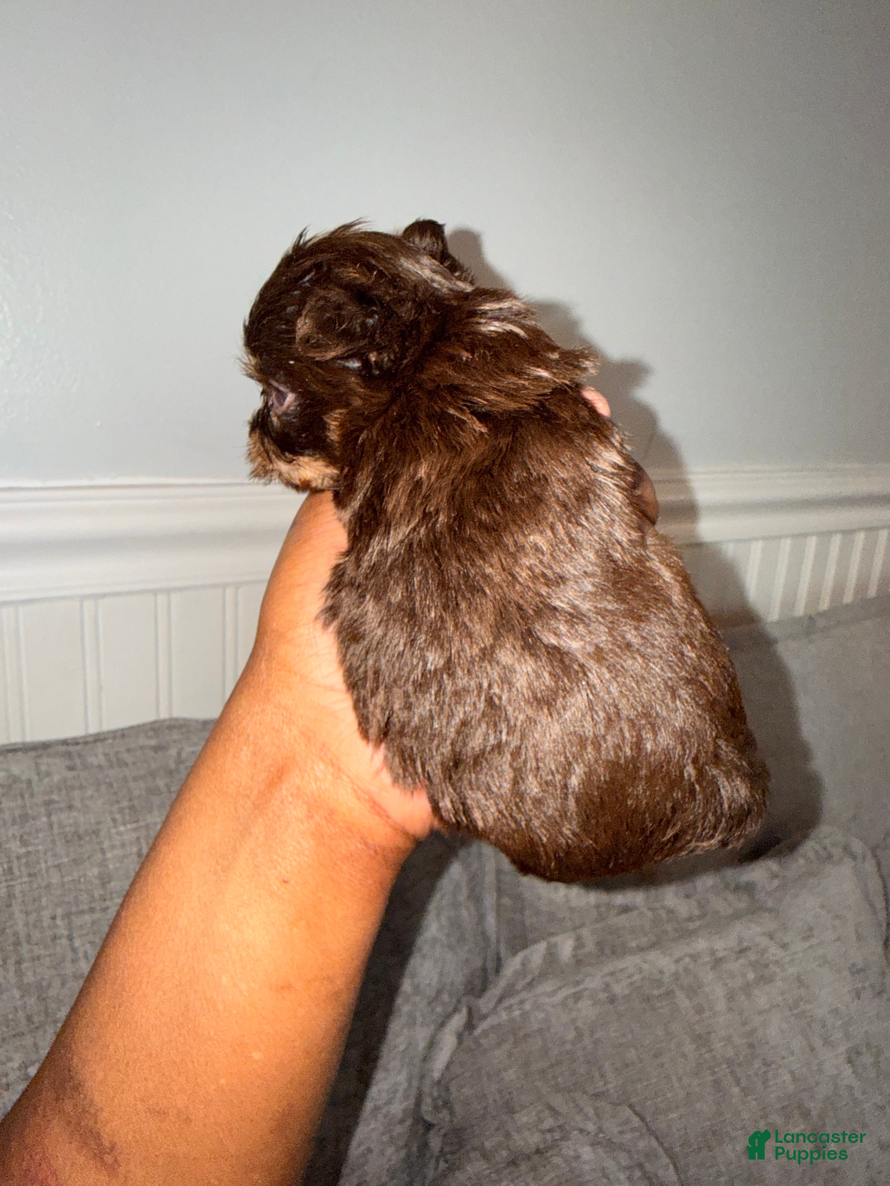 Yorkshire Terrier dogs Bear - Ad 19