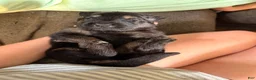 German Shepherd dogs for sale: German Shepherd Puppy 2- Blue Male - Ad 3