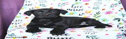 Labrador Retriever dogs for sale: Pepsi - Ad 5