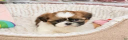 Shih Tzu dogs for sale: Flower  - Ad 3