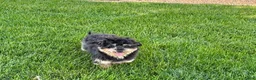 Havapoo dogs for sale: Havapoo - Ad 4