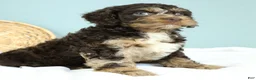 Cockapoo dogs for sale: Levi 🫐 - Ad 9