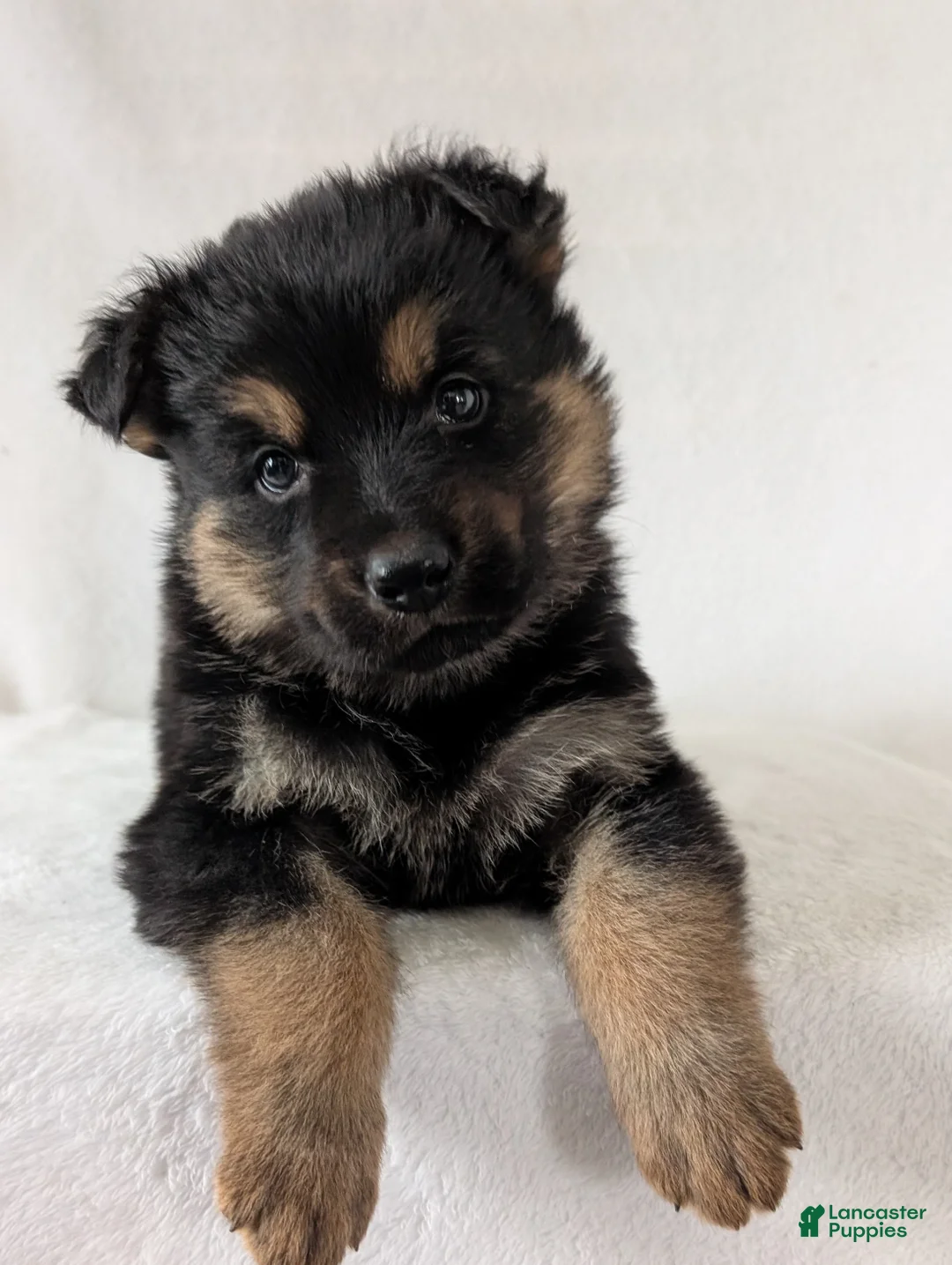 German Shepherd dogs for sale: Bella  - Ad 3