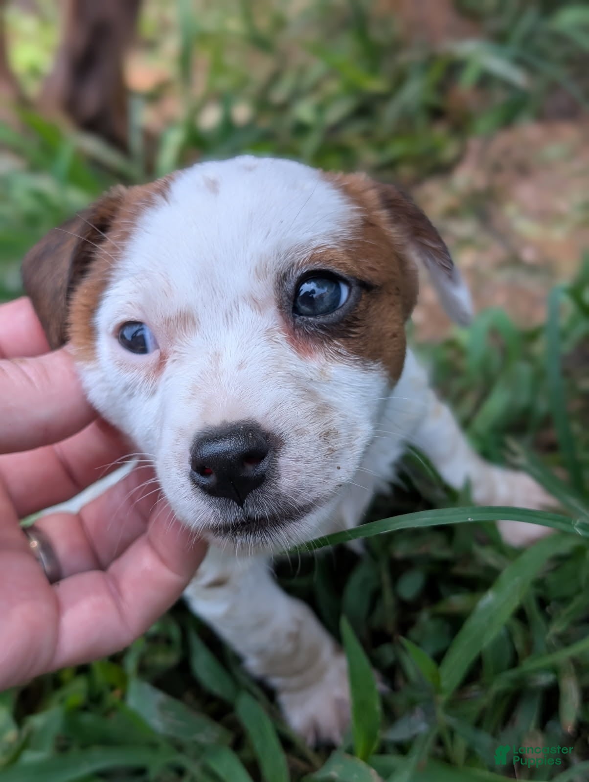 Jack Russell Terrier dogs Freda - Ad 1