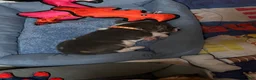 Basset Hound dogs for sale: Blue and white 1-orange collar - Ad 16
