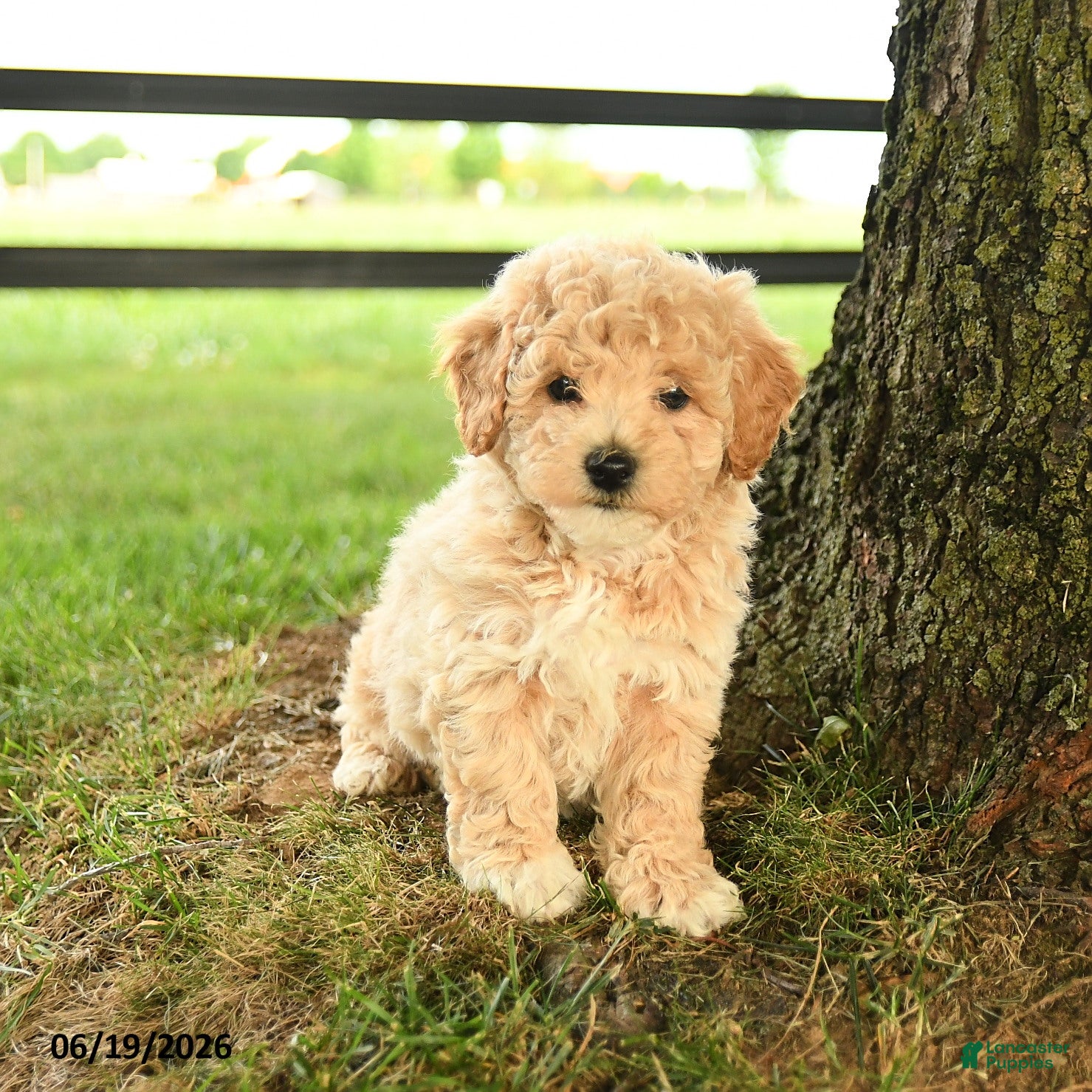 Bichpoo dogs Dominic - Ad 2