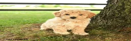Bichpoo dogs for sale: Dominic - Ad 2
