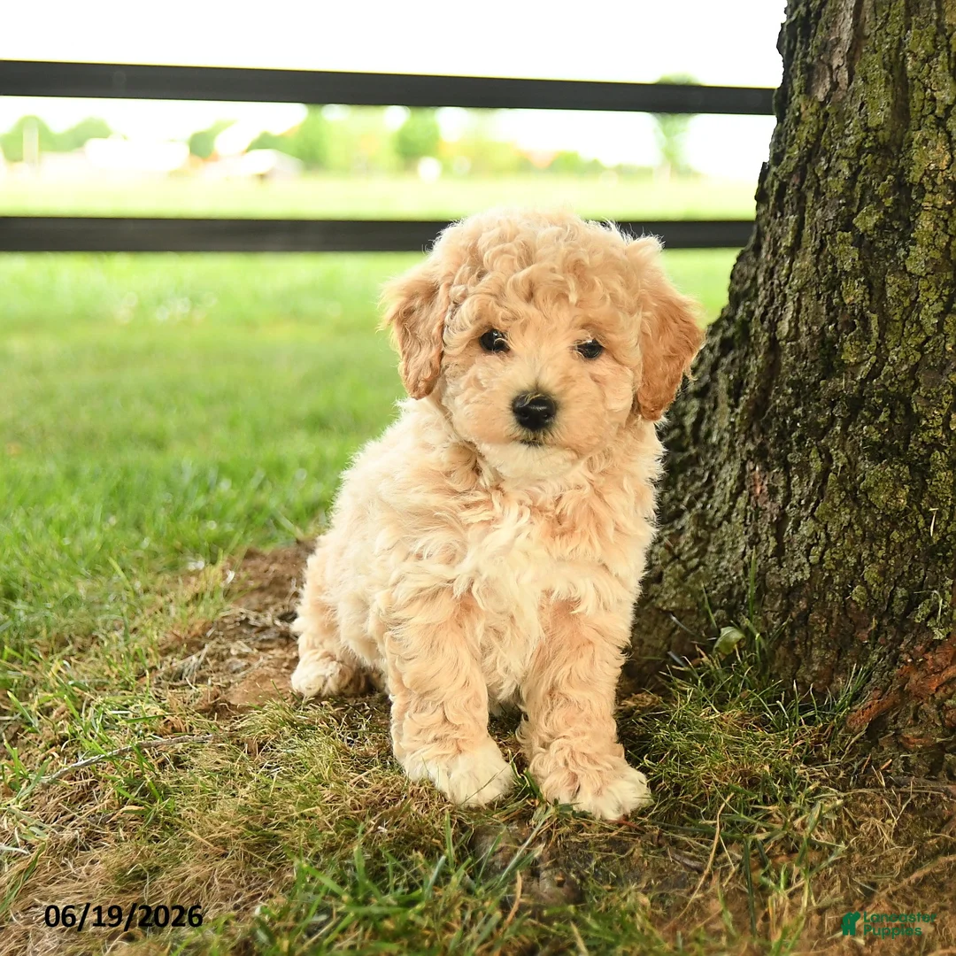 Bichpoo dogs for sale: Dominic - Ad 2