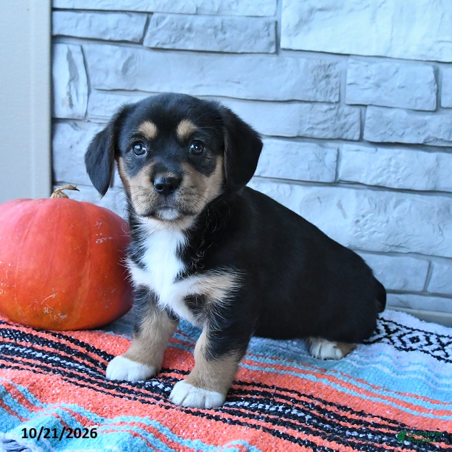Mixed Breed dogs for sale: Sunny  - Ad 1