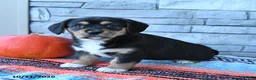 Mixed Breed dogs for sale: Sunny  - Ad 1