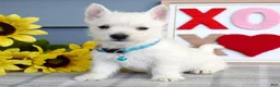 West Highland Terrier dogs for sale: Brody  - Ad 7