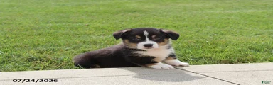 Charlie