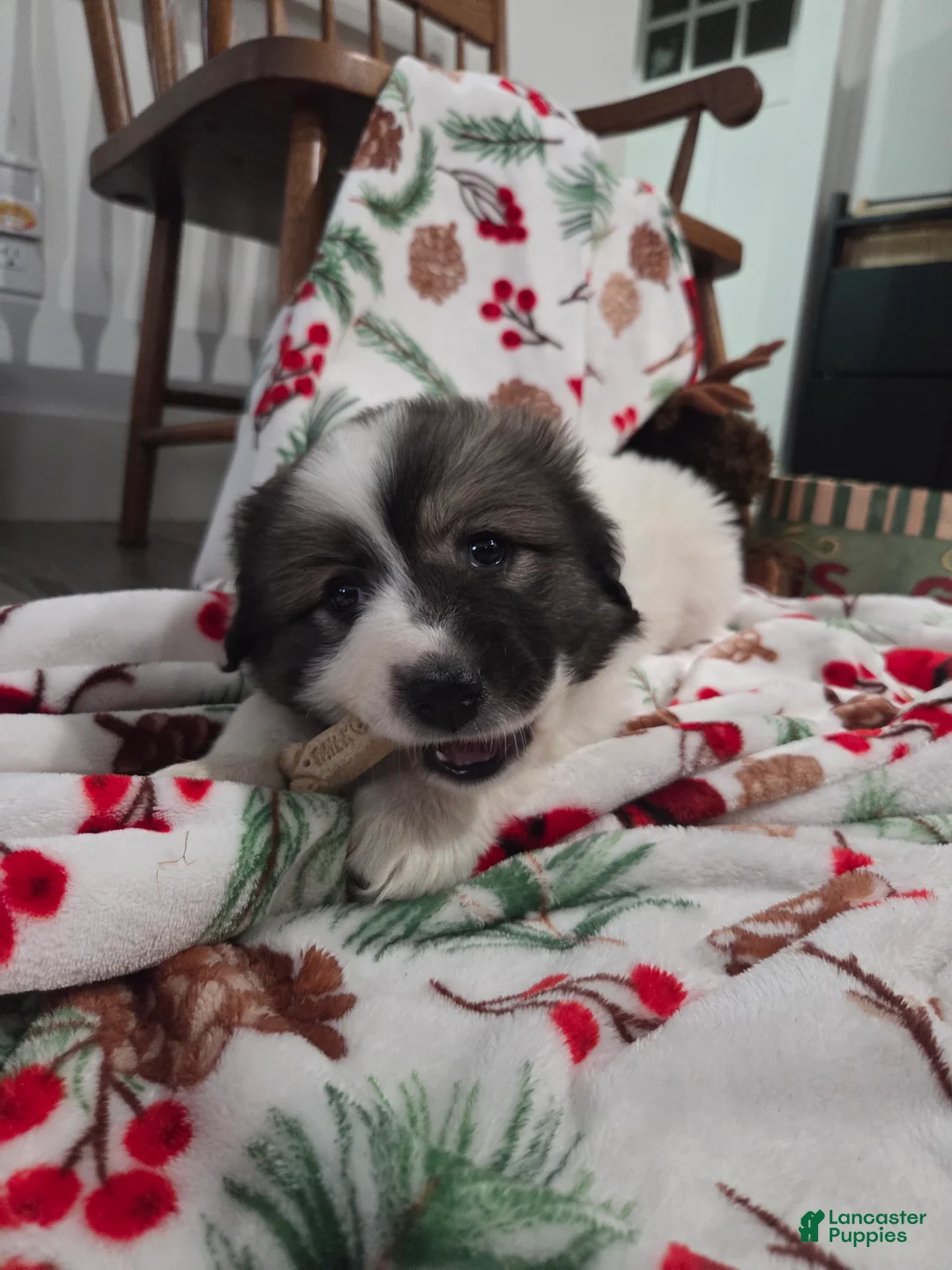 Great Pyrenees dogs for sale: Holly - Ad 6