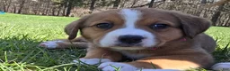 Mixed Breed dogs for sale: Mixed Breed Puppy 5 - Ad 2